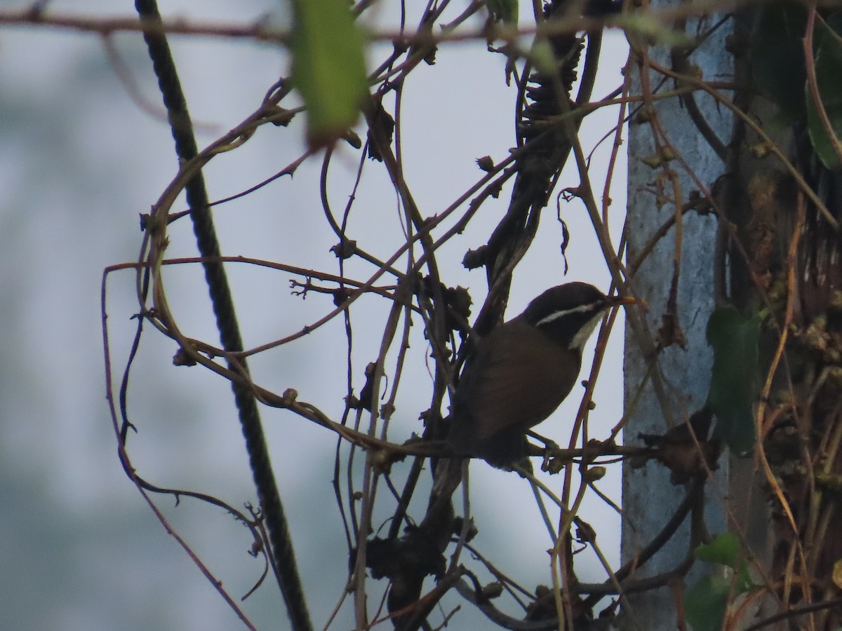 Indian Scimitar-Babbler - ML625644377