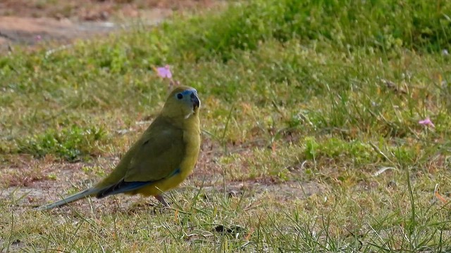 Rock Parrot - ML625644492