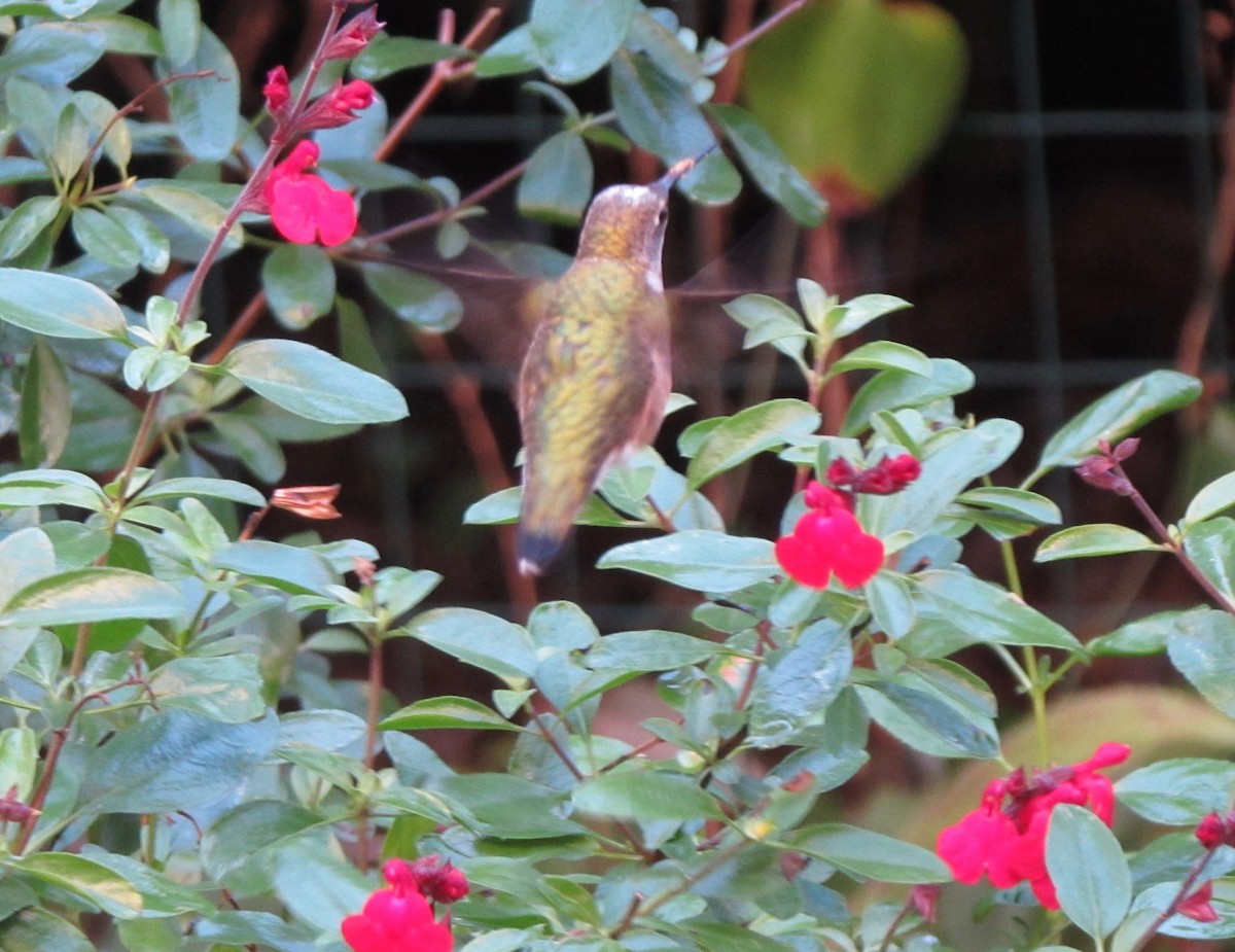 hummingbird sp. - ML625644534