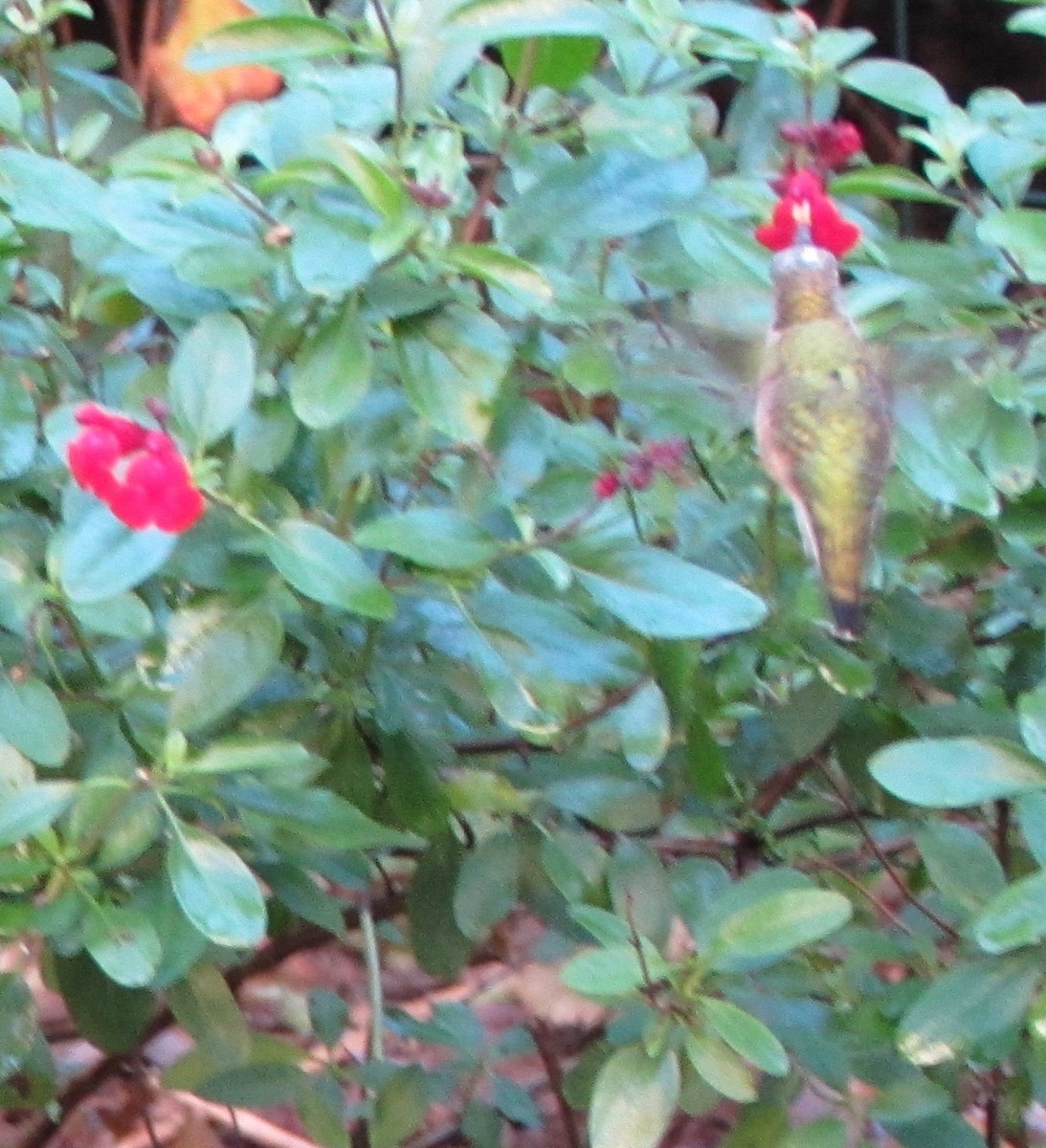 hummingbird sp. - ML625644535