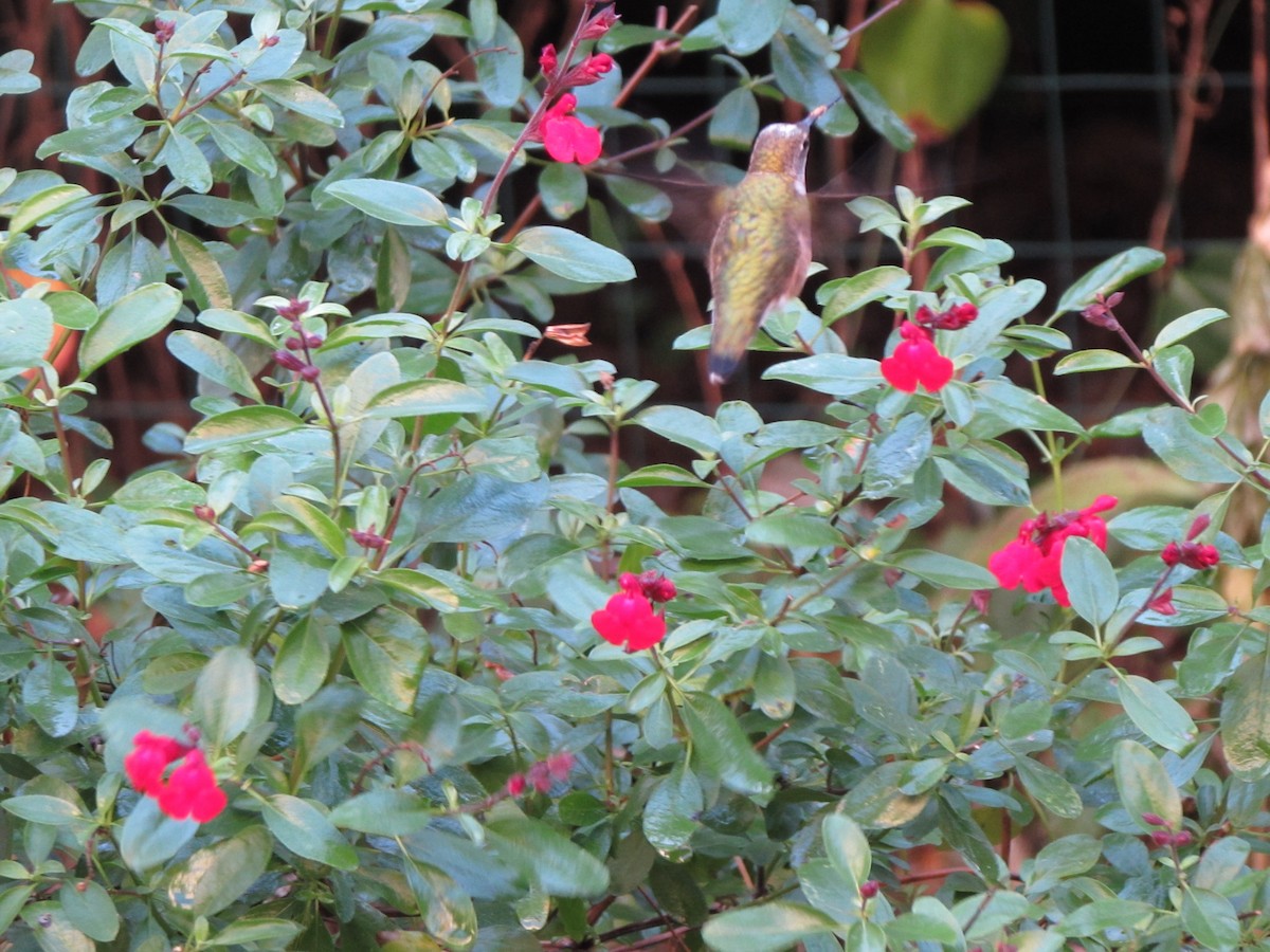 hummingbird sp. - ML625644537