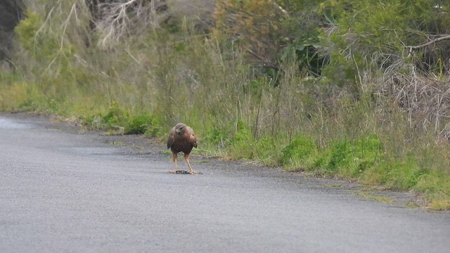 Swamp Harrier - ML625644566