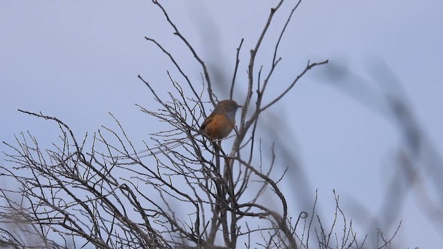 Güneyli Emubülbülü - ML625644757