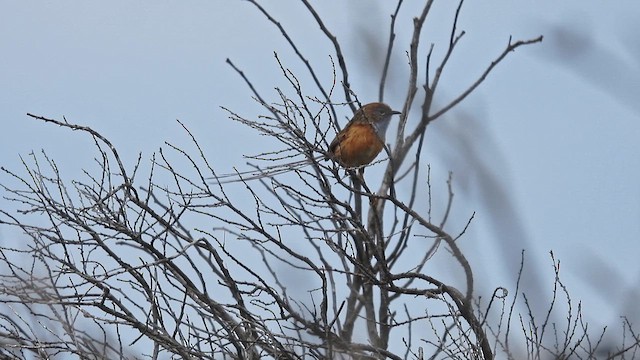 Güneyli Emubülbülü - ML625644759