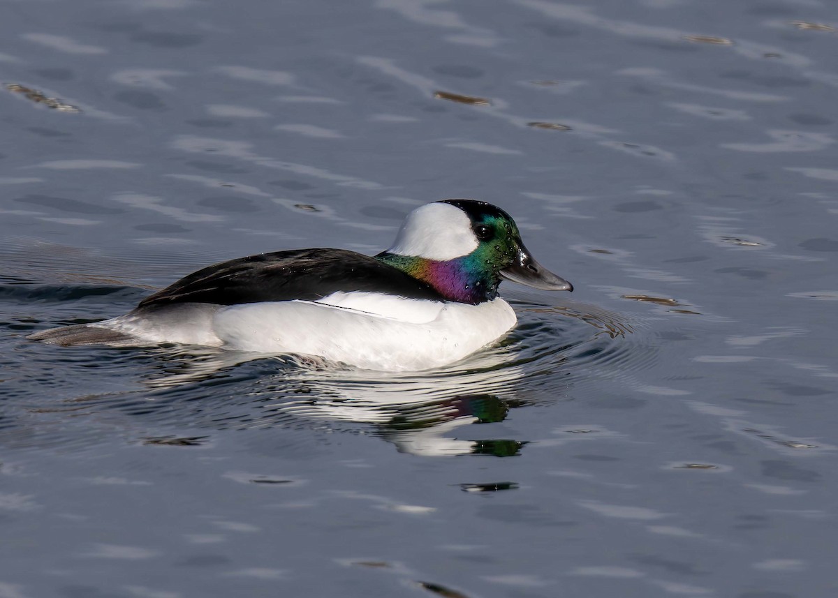 Bufflehead - ML625644866