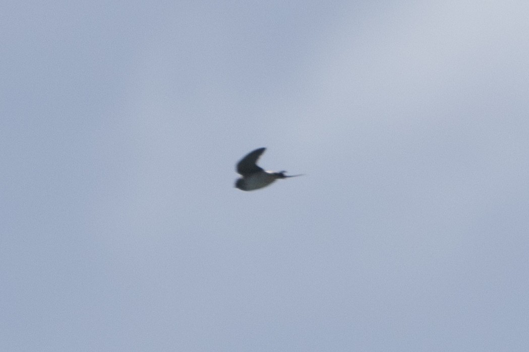 swallow sp. - ML625644868