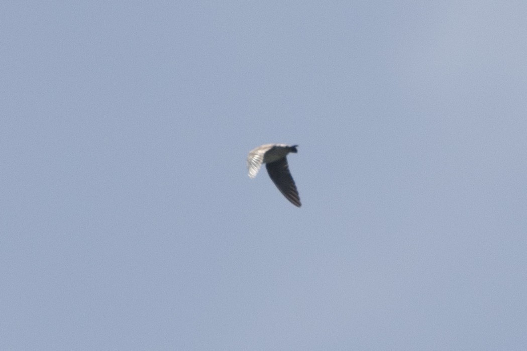 swallow sp. - ML625644869