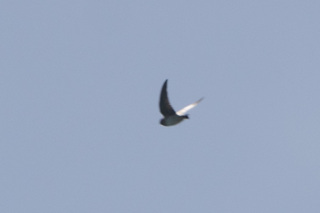 swallow sp. - ML625644870