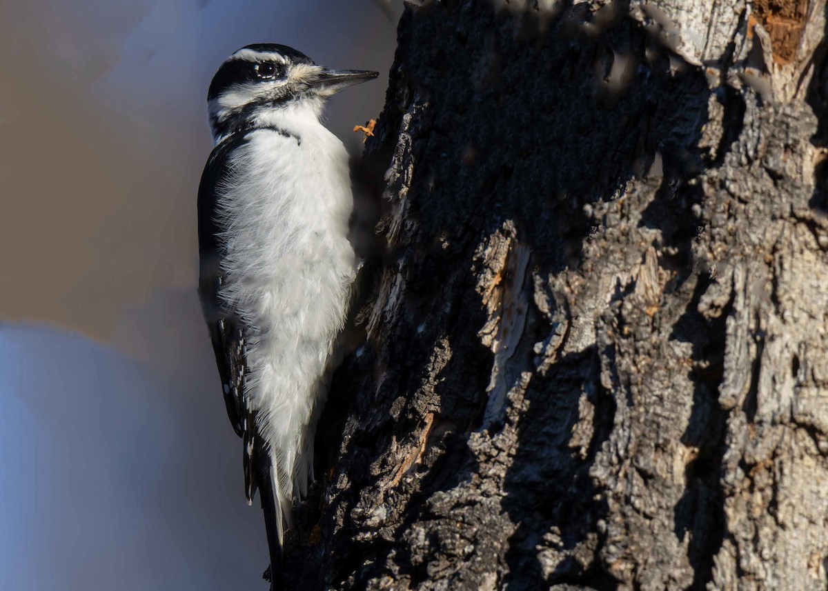 Hairy Woodpecker - ML625644872