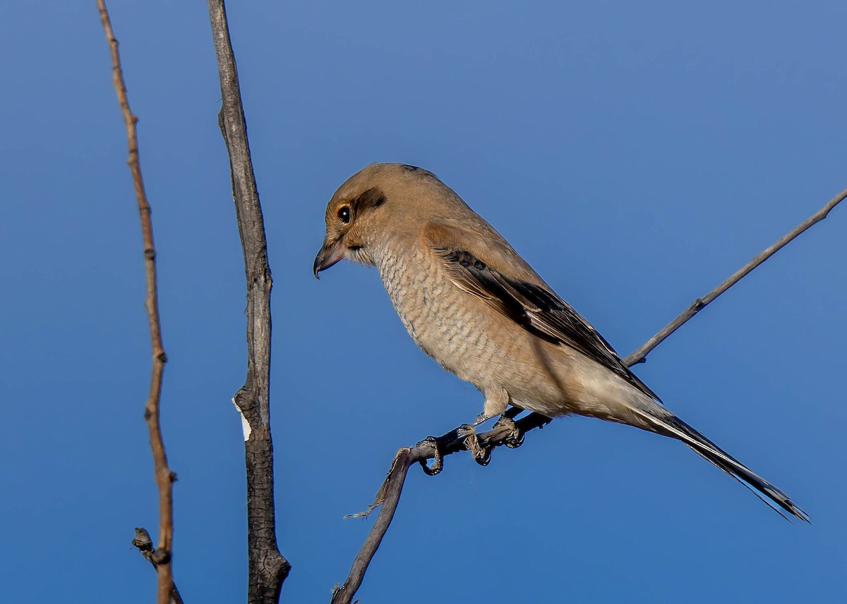 Northern Shrike - ML625644873