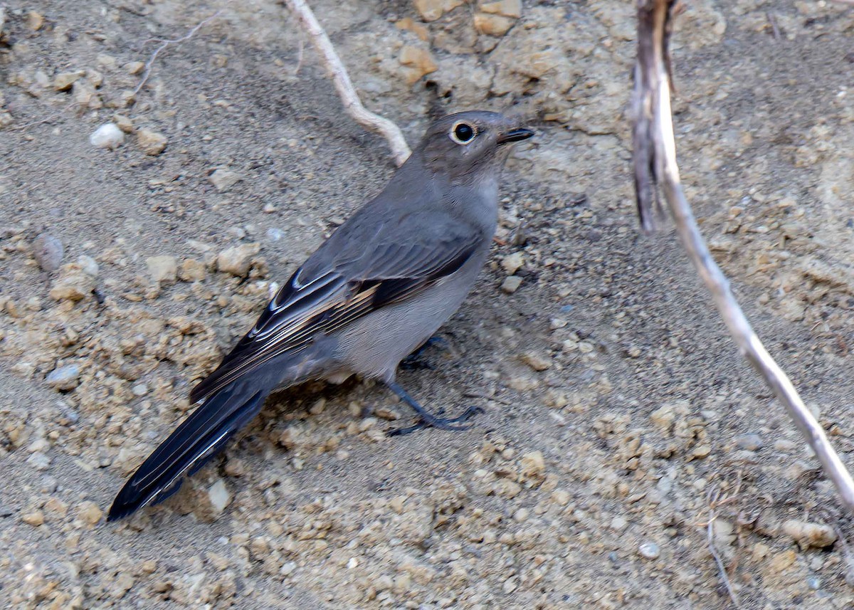 Townsend's Solitaire - ML625644878