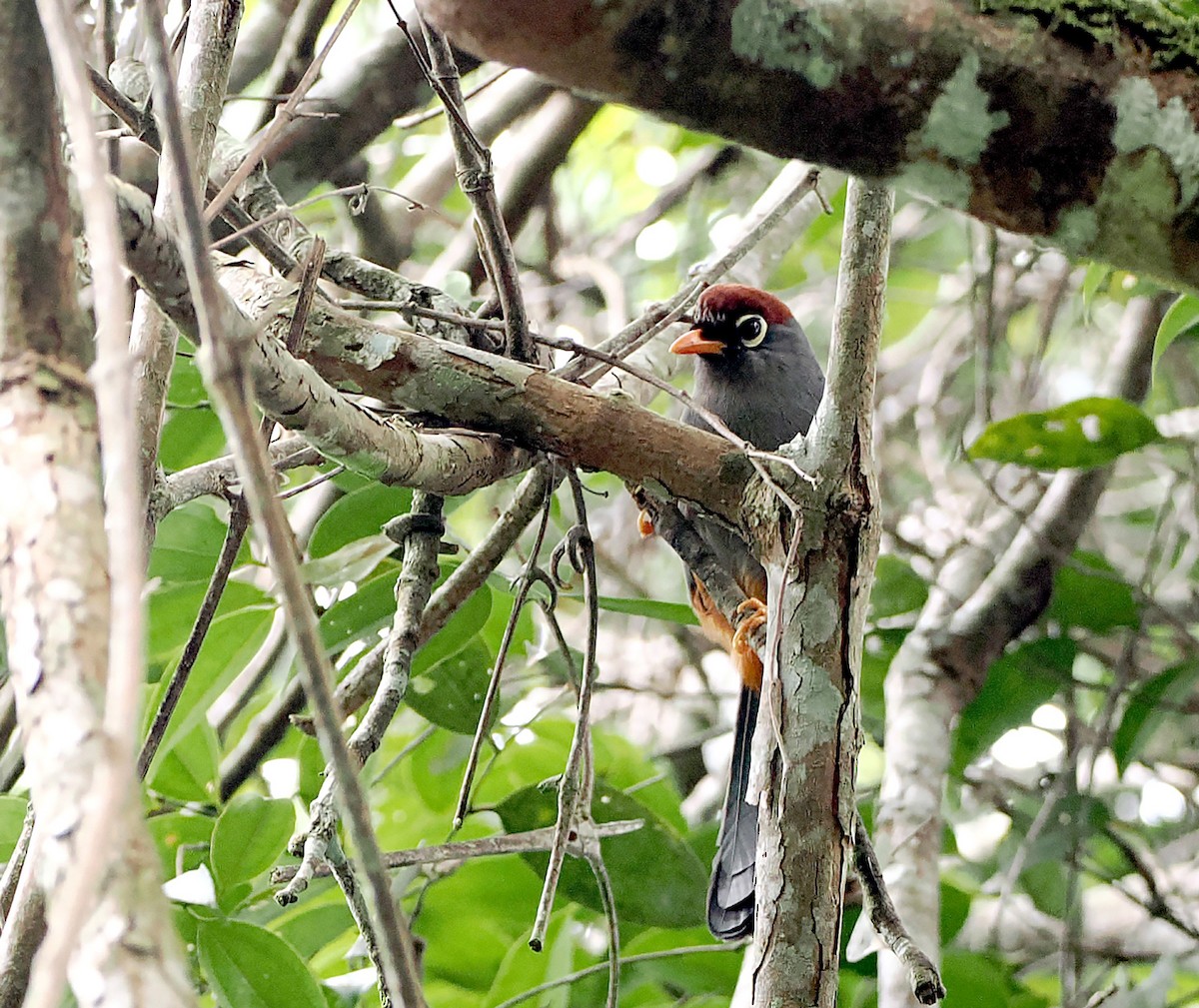 Chestnut-capped Laughingthrush - ML625644893