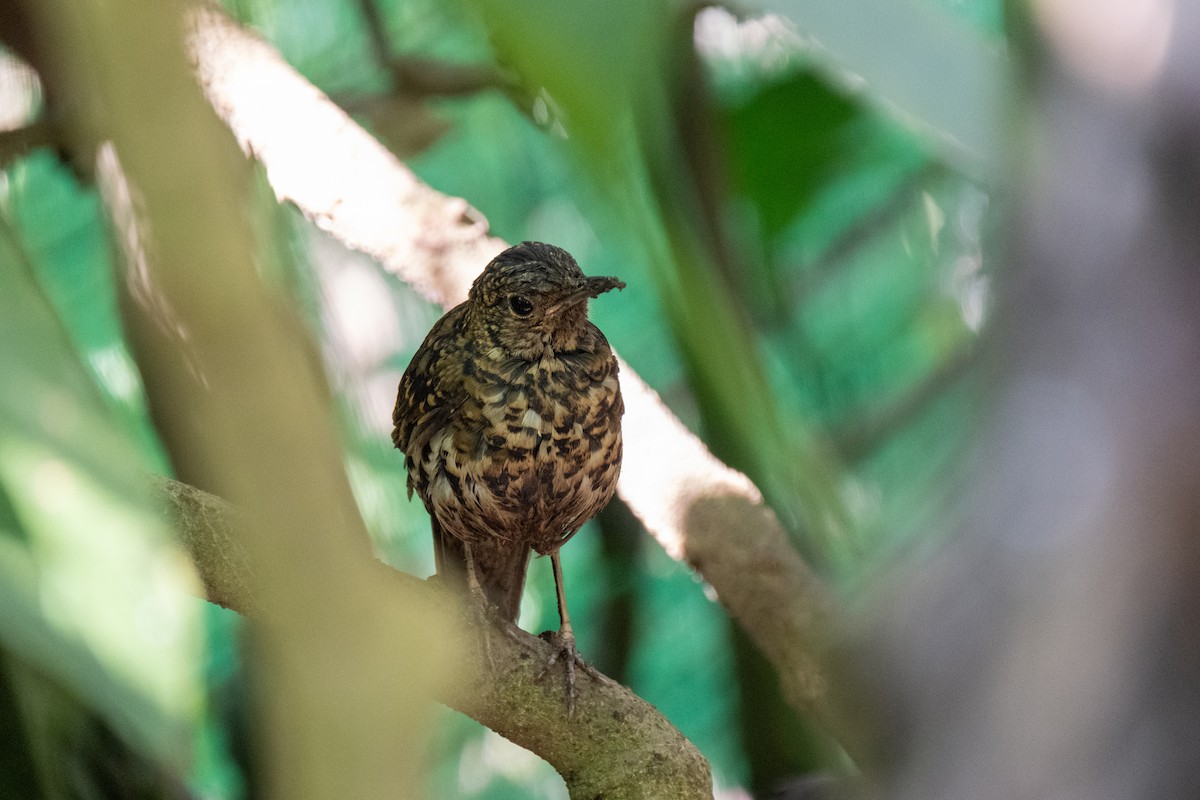 Scaly Thrush - ML625644960