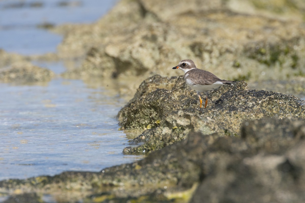 Semipalmated Plover - ML625644976