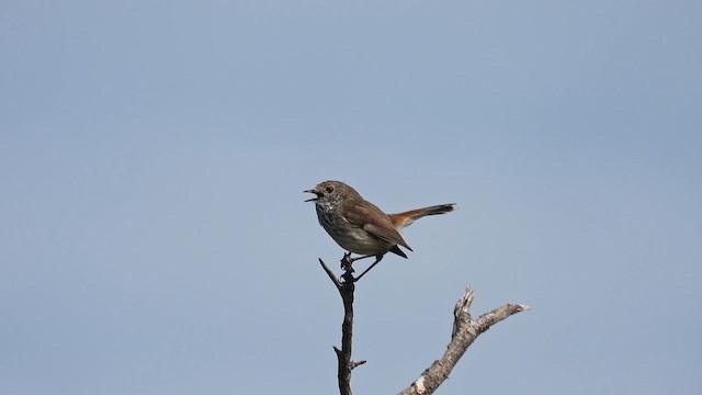 Inland Thornbill - ML625644980