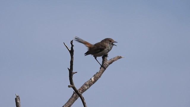 Inland Thornbill - ML625644981