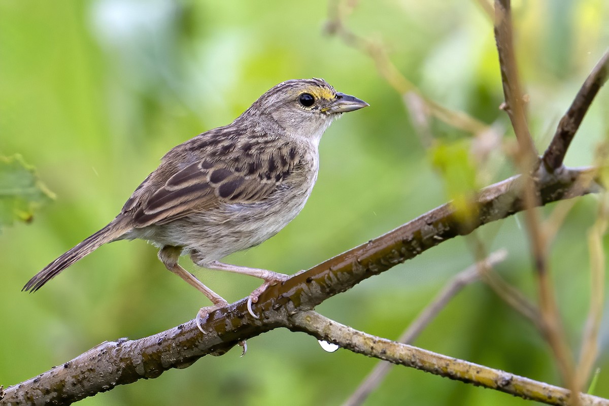 Yellow-browed Sparrow - ML625644991