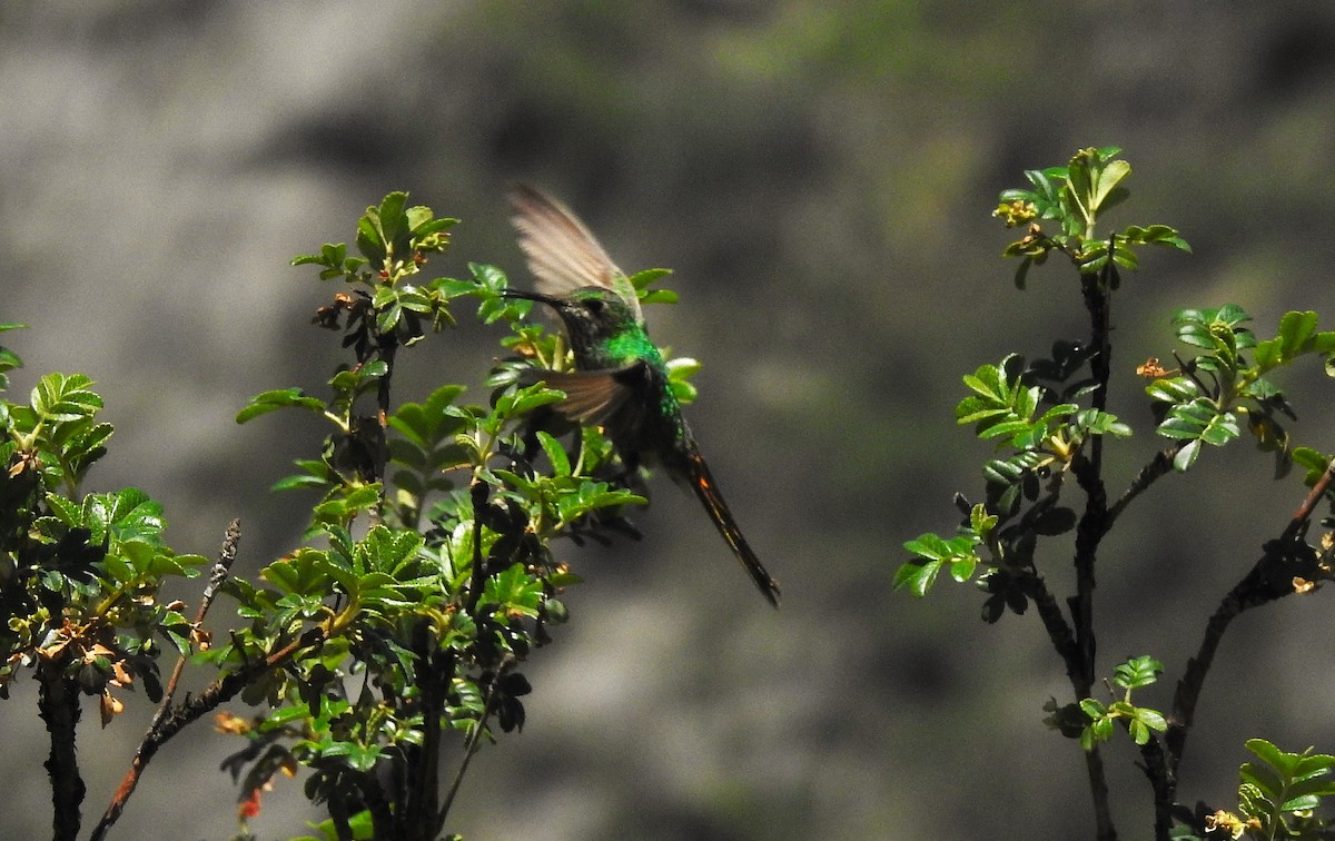 Colibrí Cometa - ML625645052