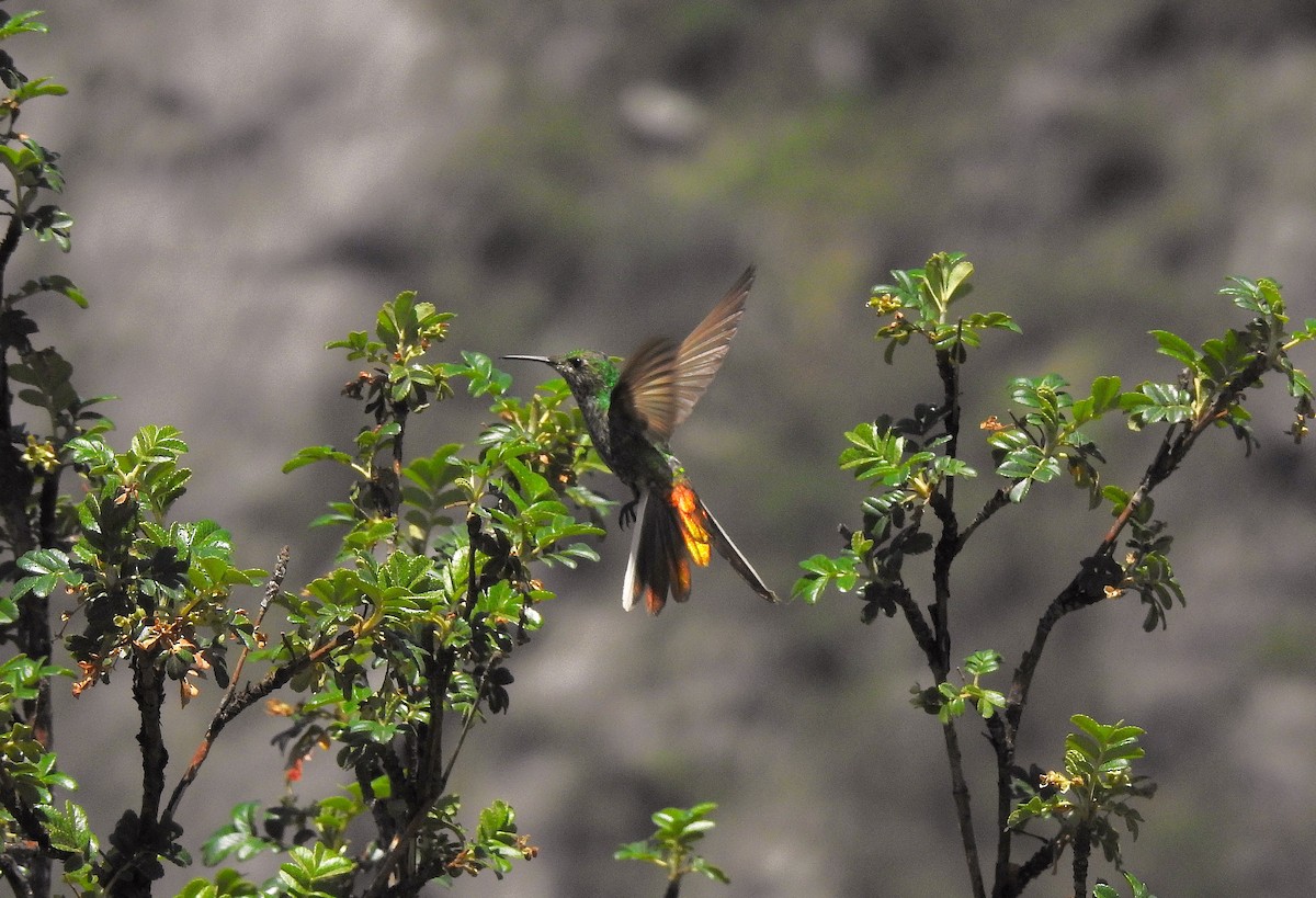 Colibrí Cometa - ML625645056