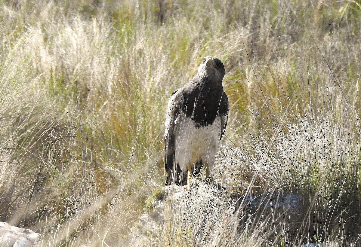 Águila Mora - ML625645106