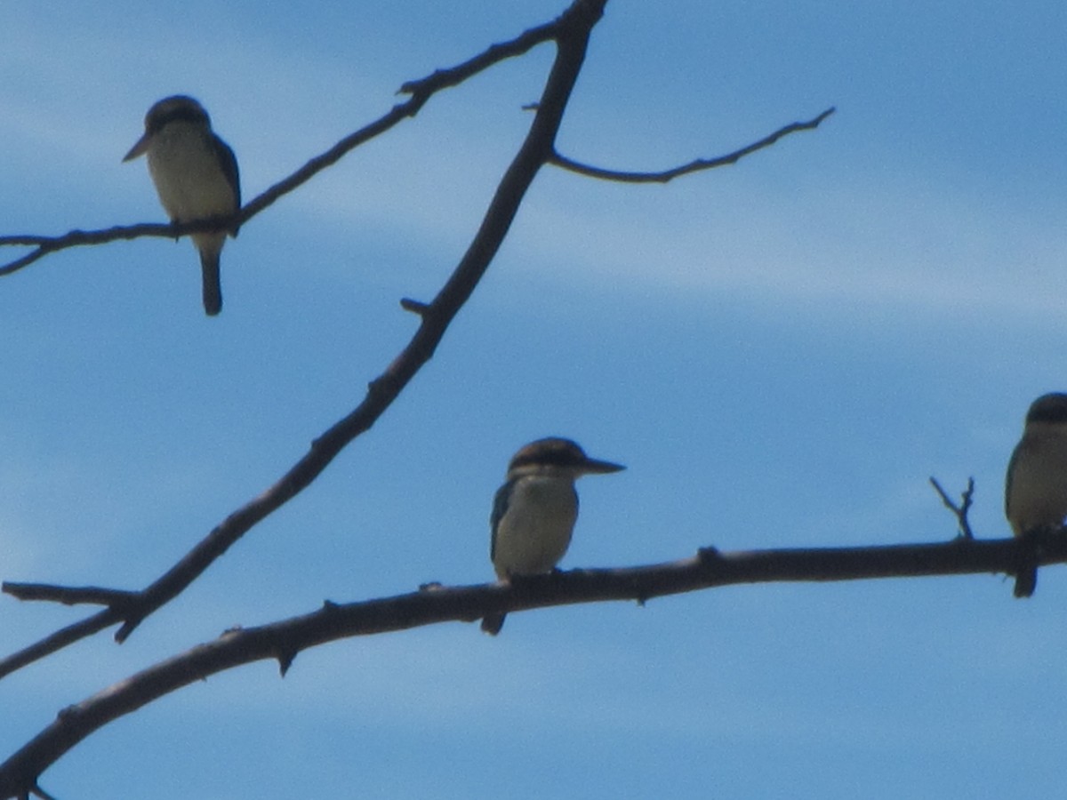 Pacific Kingfisher - ML625645220