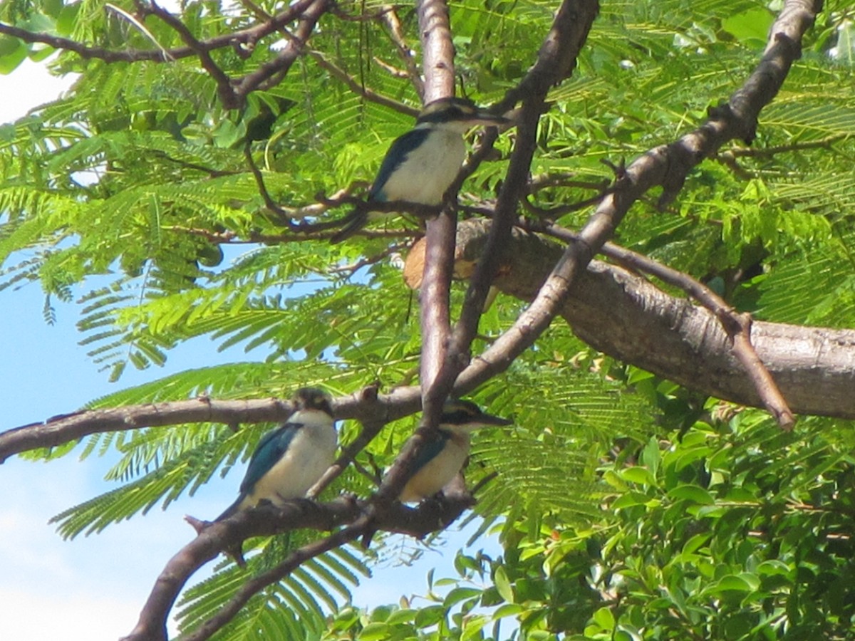 Pacific Kingfisher - ML625645221