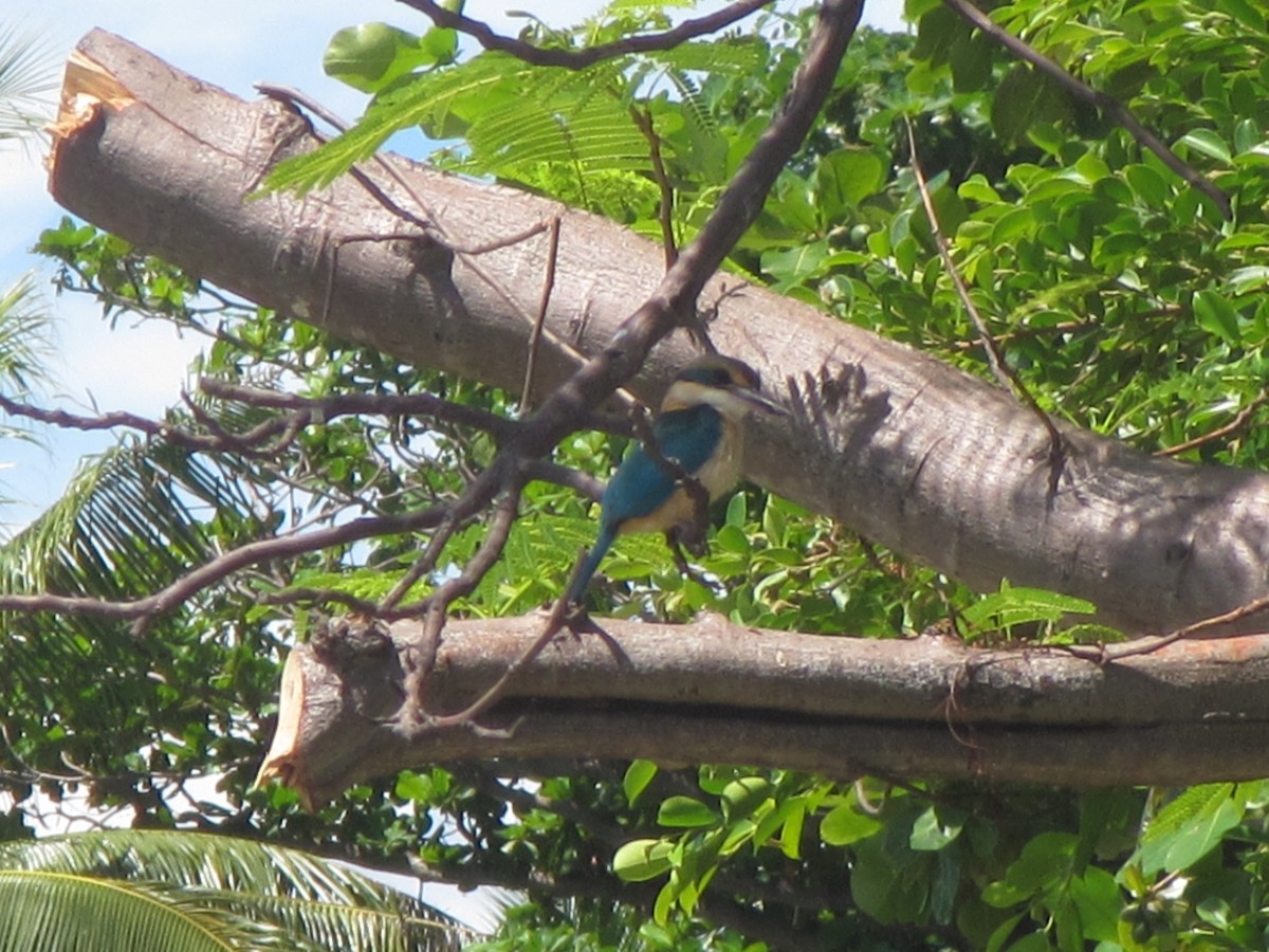 Pacific Kingfisher - ML625645222