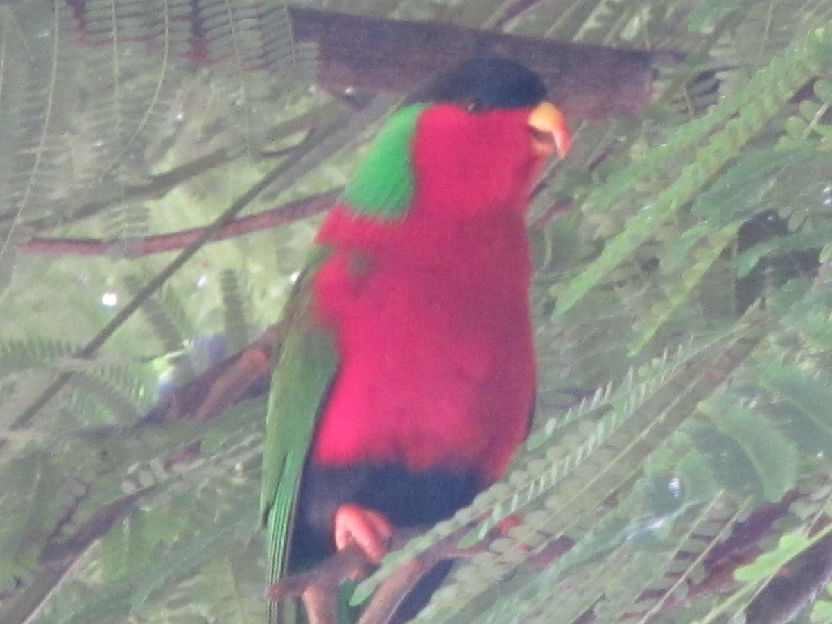 Collared Lory - ML625645299