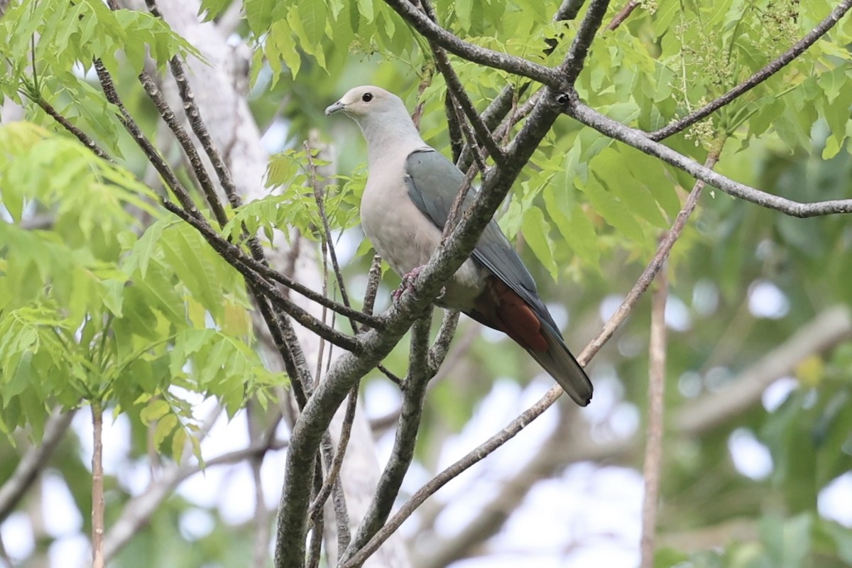 Pink-headed Imperial-Pigeon - ML625645305