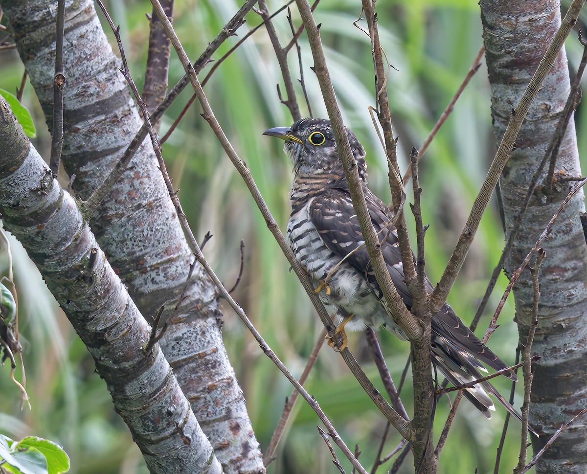 Indian Cuckoo - ML625645339