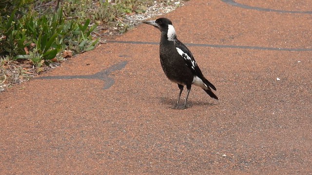 Australian Magpie (Western) - ML625645353