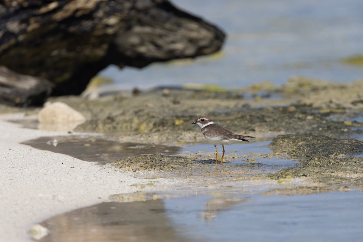 Semipalmated Plover - ML625645354