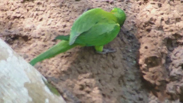 Scarlet-fronted Parakeet - ML625645355
