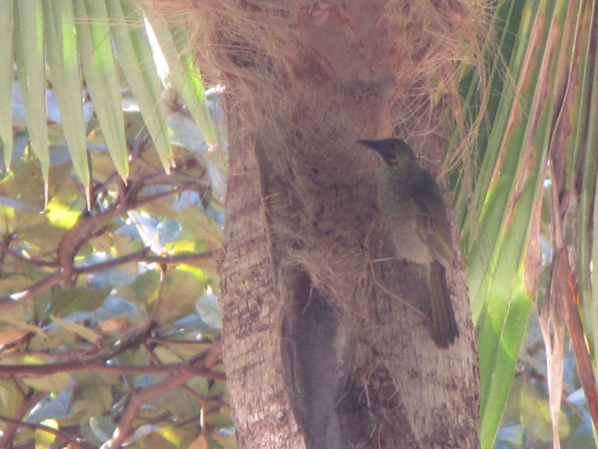 Western Wattled-Honeyeater - ML625645372