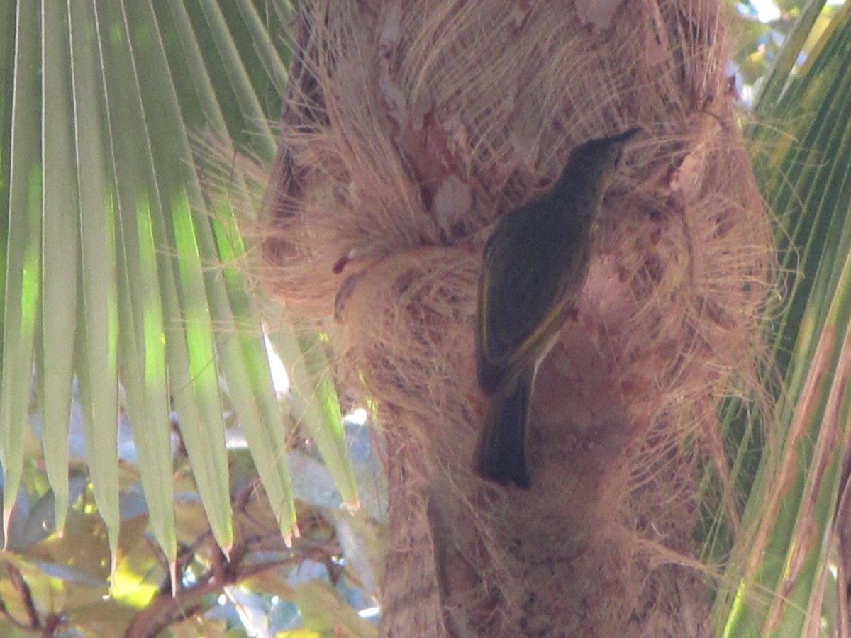 Western Wattled-Honeyeater - ML625645373