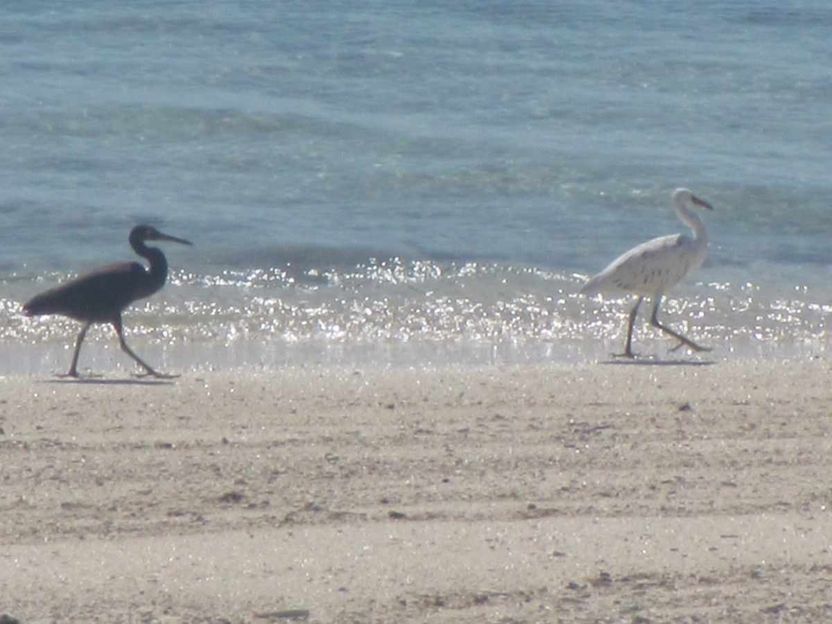 Pacific Reef-Heron - ML625645378