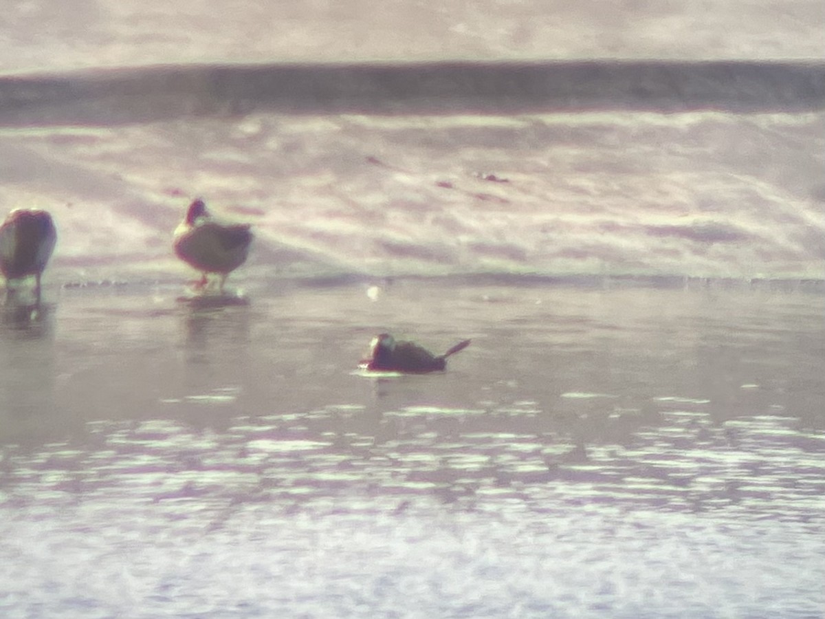 White-headed Duck - ML625645383