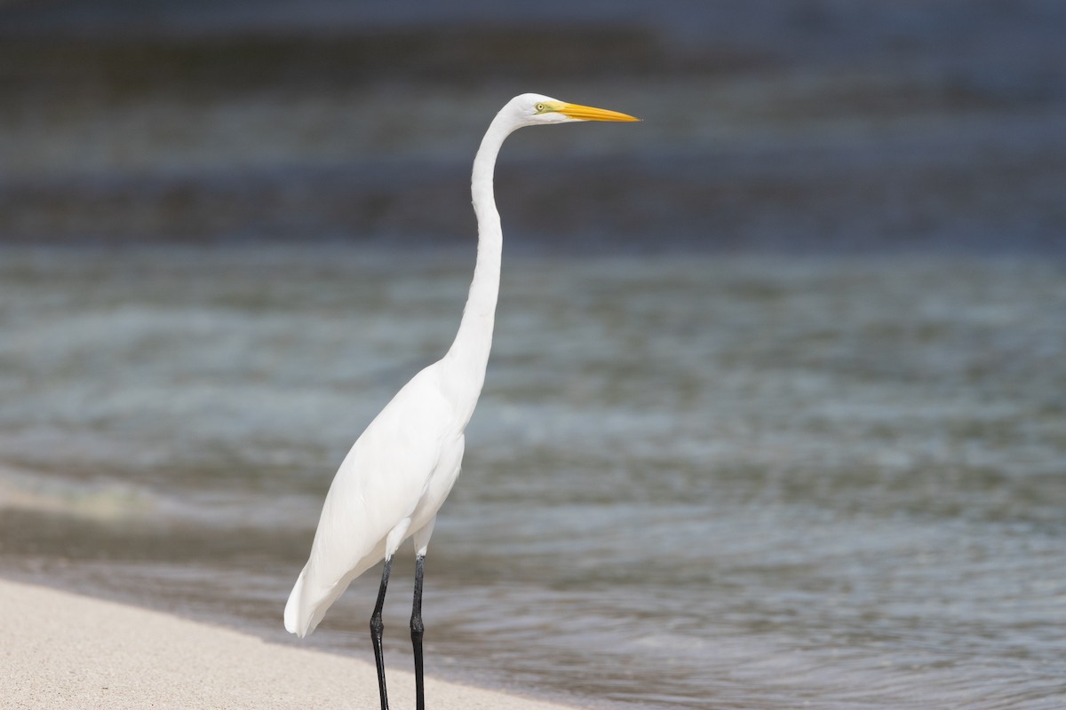 Great Egret - ML625645384