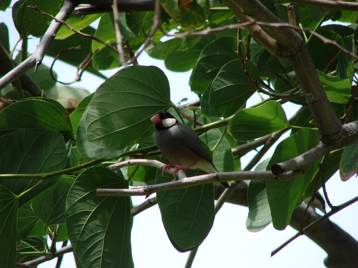 Java Sparrow - ML625645419