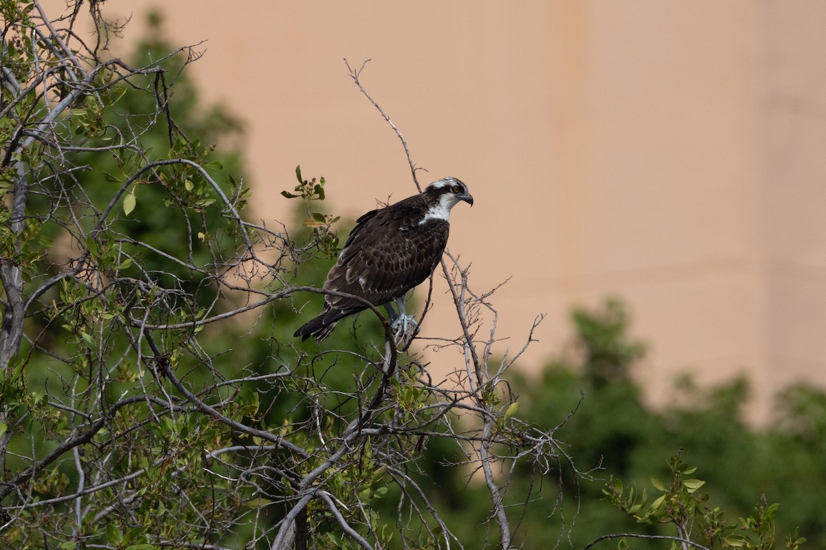 Osprey - ML625645451