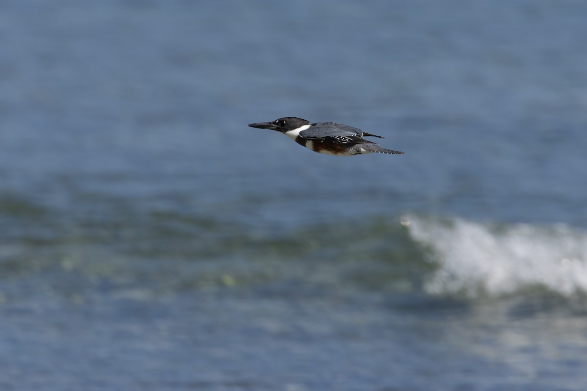 Belted Kingfisher - ML625645455