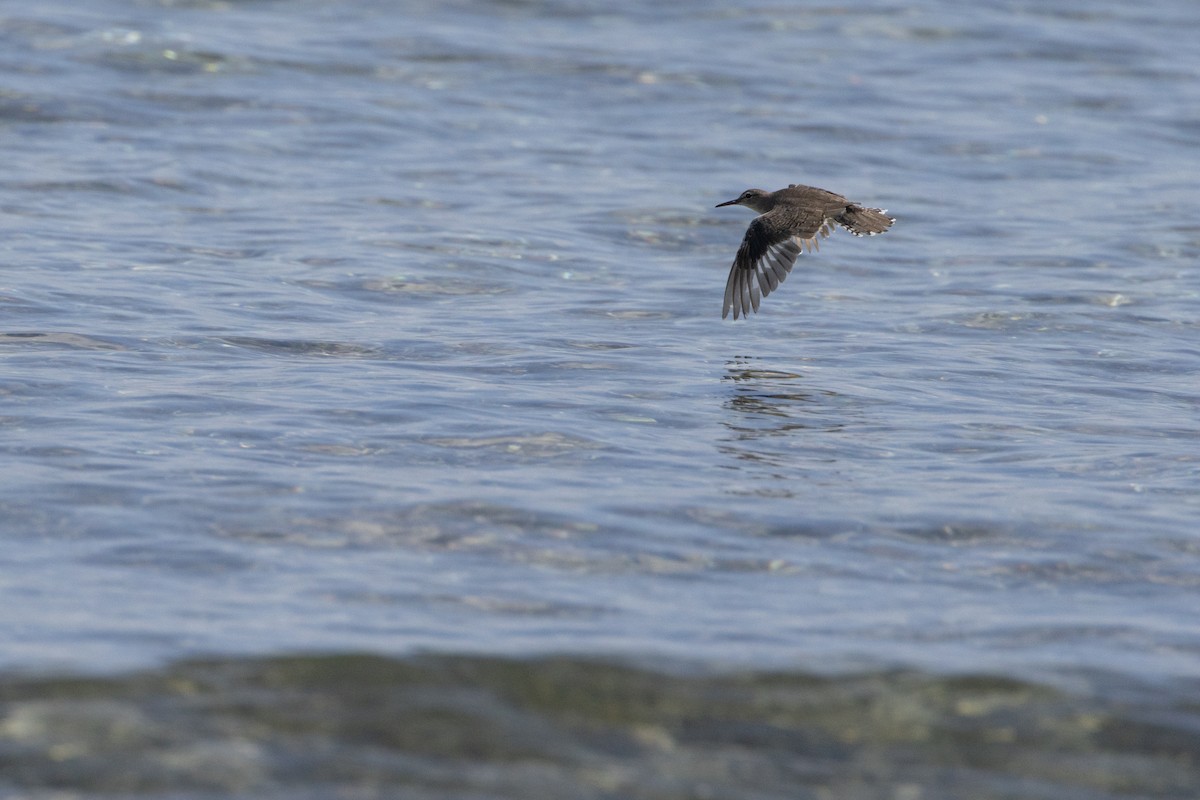 Spotted Sandpiper - ML625645495