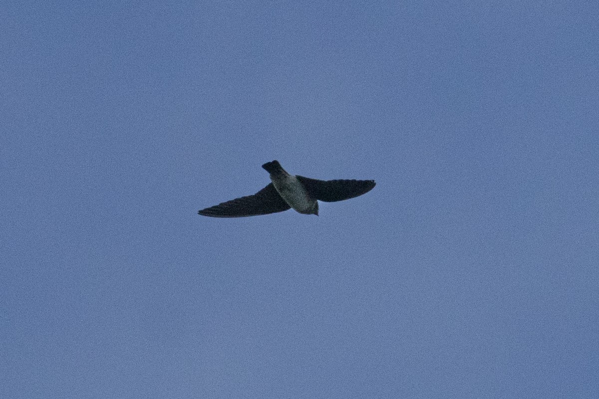 Cliff/Cave Swallow - ML625645597