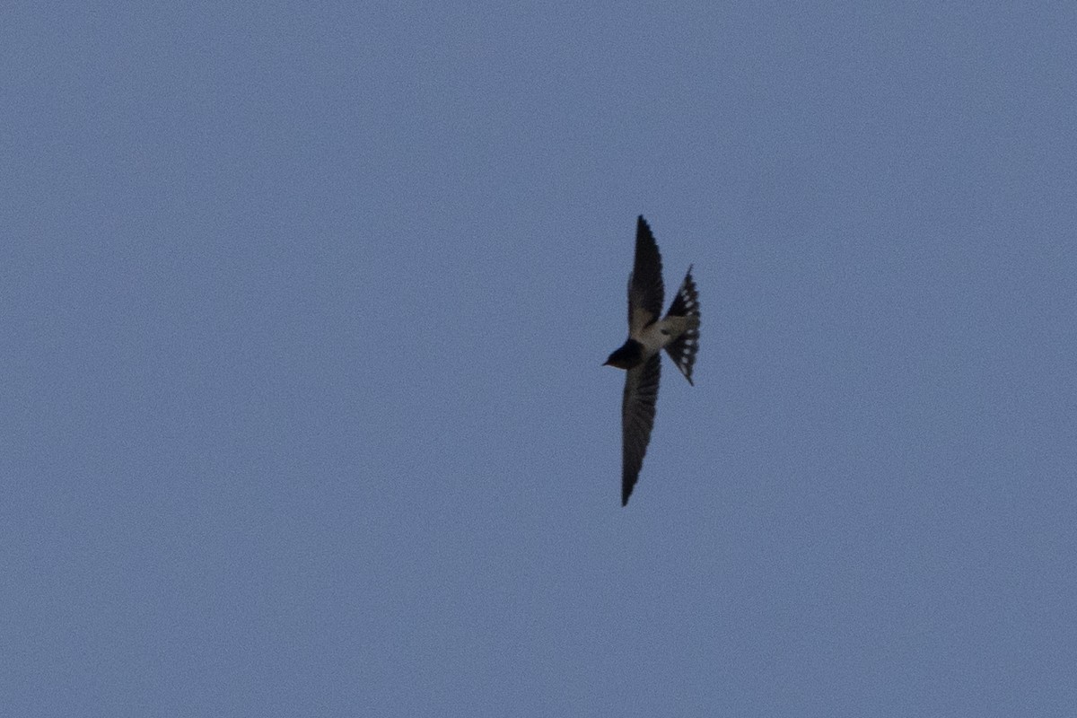 Barn Swallow - ML625645656