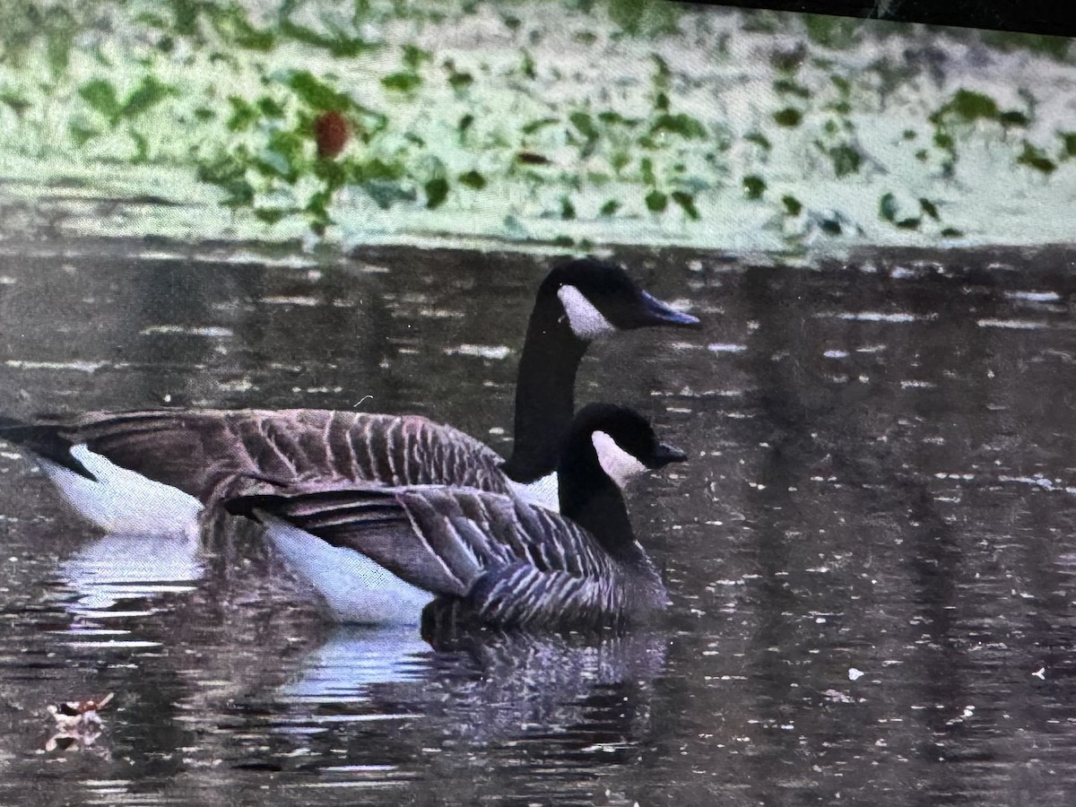 Cackling Goose (minima) - ML625645671