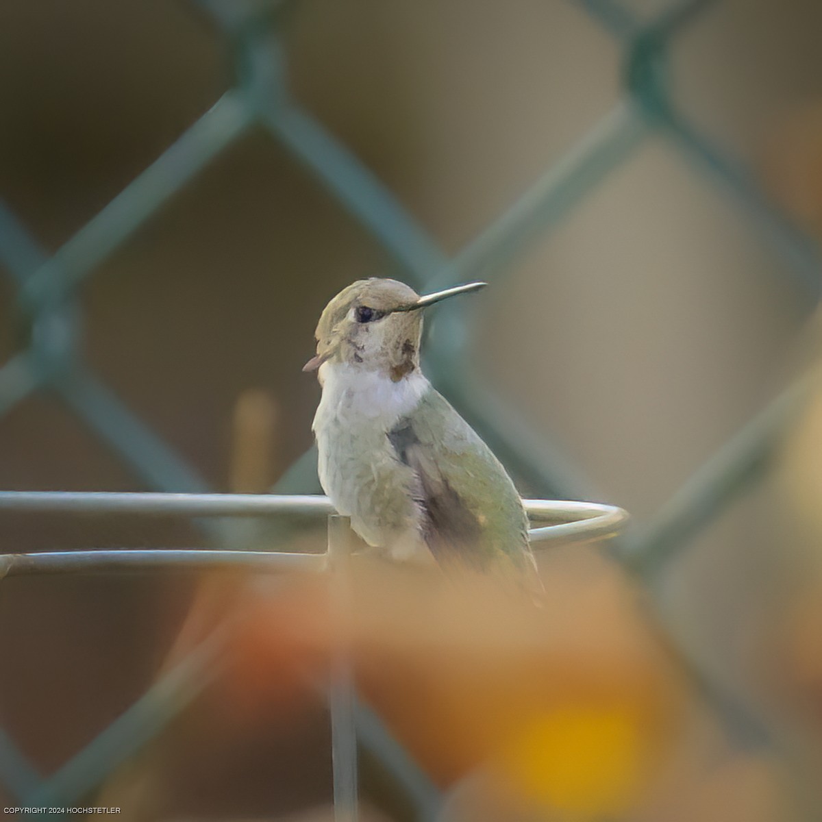 Anna's Hummingbird - ML625645673
