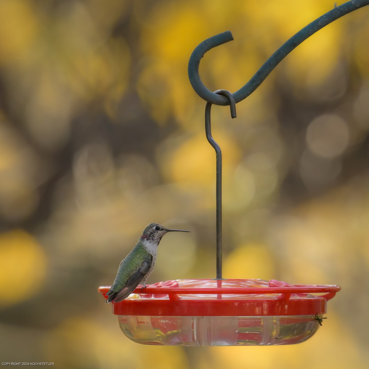 Anna's Hummingbird - ML625645674