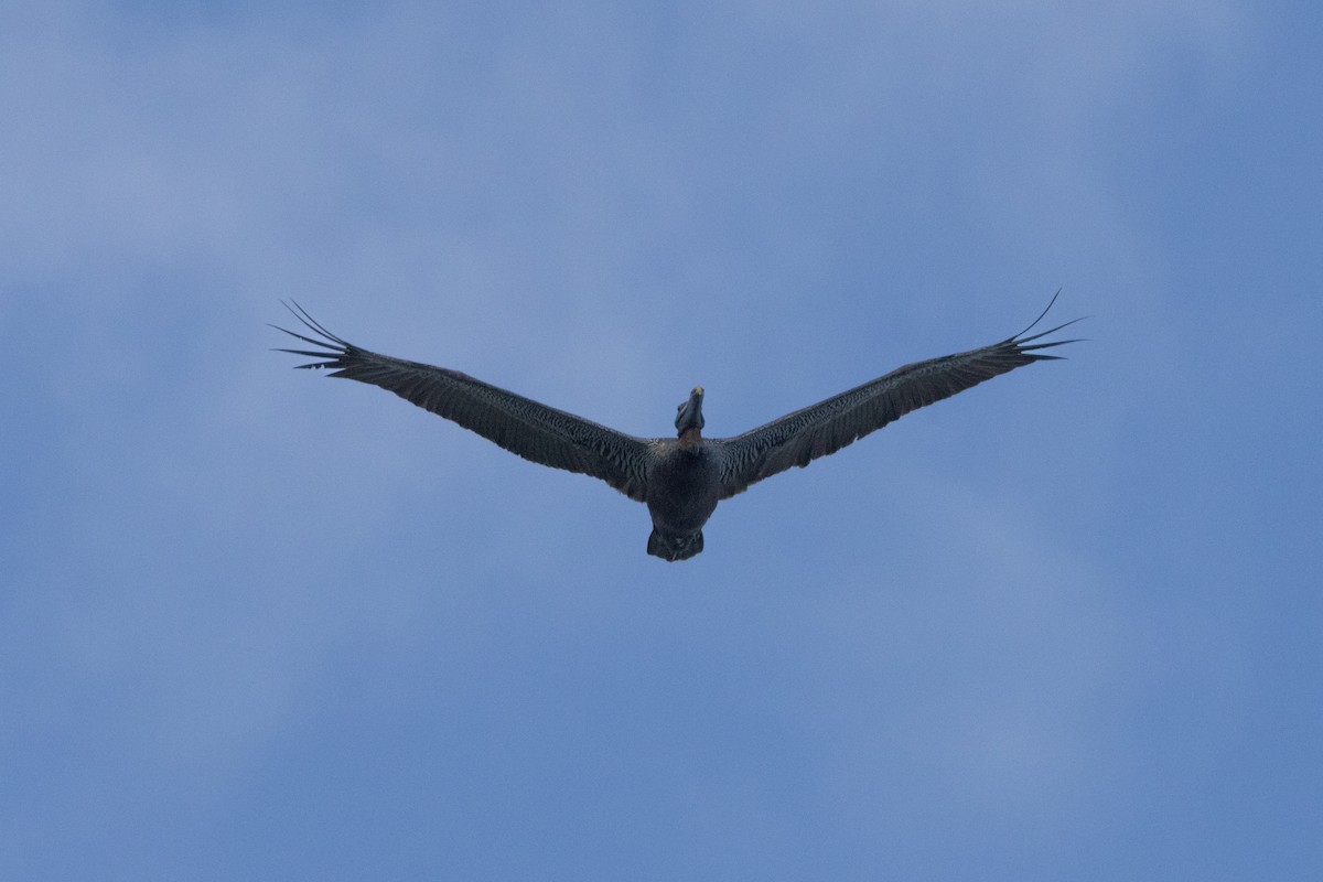 Brown Pelican - ML625645790