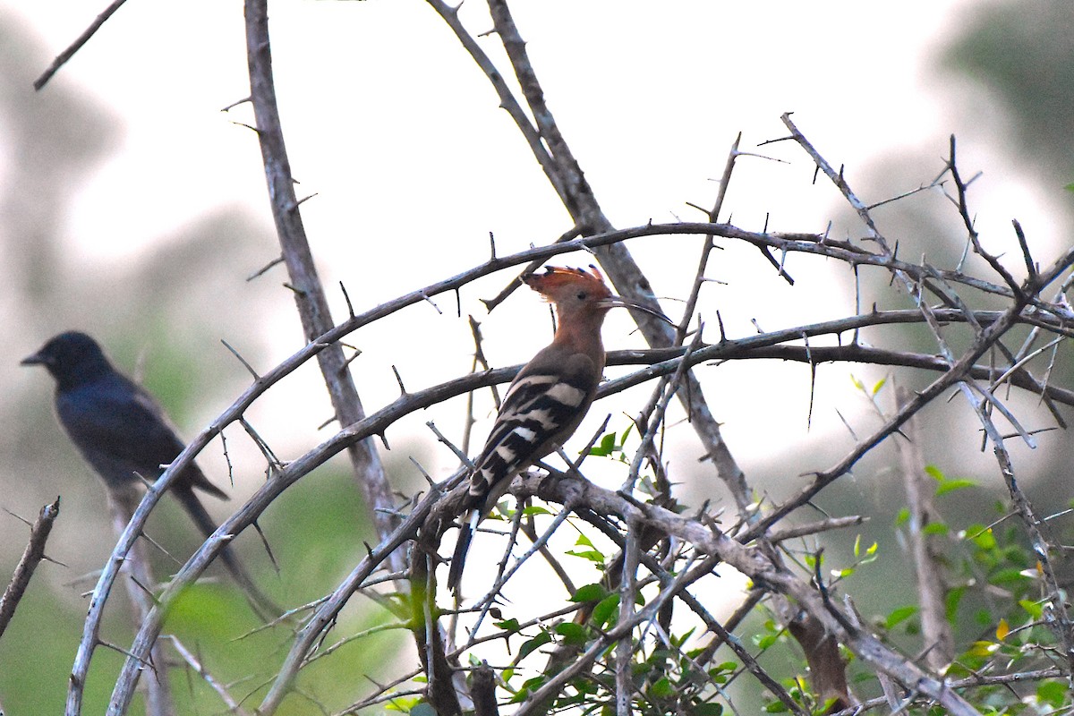 Eurasian Hoopoe - ML625645797