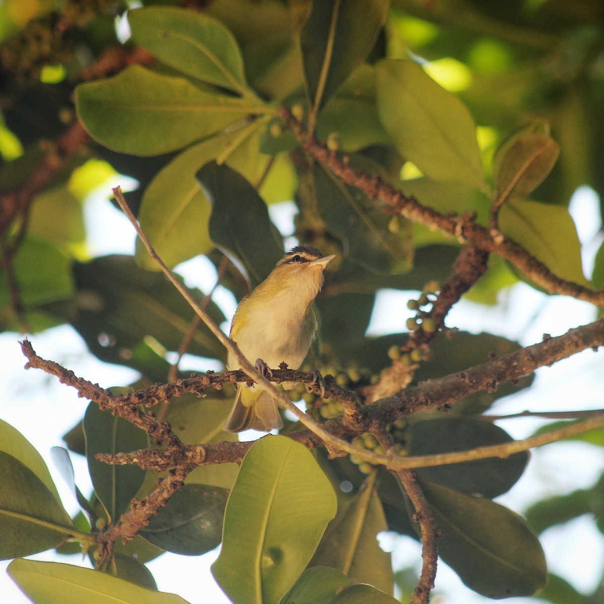 Chivi Vireo (migratory) - ML625645819